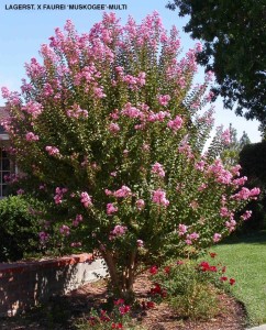 Lagerstroemia indica x fauriei 'Muskogee' - multitrunk